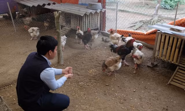 Khách mua làm quà biếu thường chọn gà có đôi chân to, lông màu mật hoặc màu tía, bộ cánh thon, mào sít... Để nuôi được những con gà Đông Tảo đẹp, người chủ phải rất kỳ công, từ khâu chọn giống đến chăm sóc tới khi gà trưởng thành và xuất chuồng. (Ảnh: VTC News).