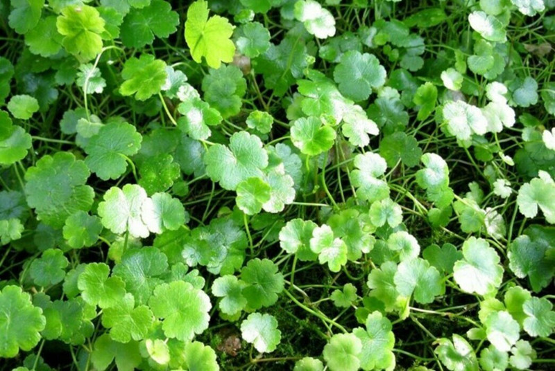 Trị ho: Giã rau má tươi giã lấy nướcuống hoặc sắc nước để uống sẽ giúp giảm ho, ngứa họng.