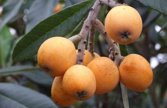 Trong qua la lam voi nguoi Viet, thu hon nua ty dong moi nam