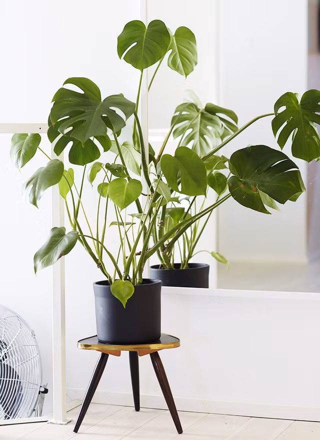 Cach tao diem nhan cho can nha bang cay canh-Hinh-3