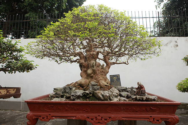 Cây bằng lăng hình nấm có tuổi đời gần 300 năm, có xuất xứ từ cung đình Huế xưa. Theo anh Toàn, cây này để chơi chứ không bán, còn nếu tính giá trị của cây cũng phải trên 2 tỷ đồng.