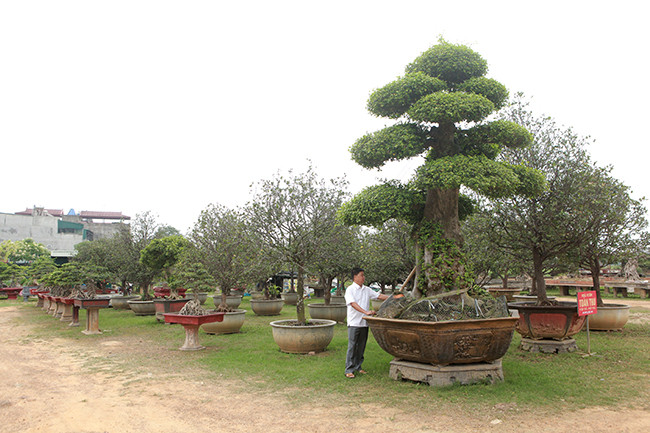 Hiện tại trong vườn nhà anh Toàn có 23 chủng loại, gần 20 cây được công nhận là cây di sản. Những kiệt tác này đều được anh Toàn sưu tầm và lưu giữ đã đem lại rất nhiều giải thưởng lớn nhỏ trong các cuộc thi cây cảnh ở Việt Nam. Những cây duối cổ nghìn năm tuổi mới được anh Toàn sưu tầm. Còn một số cây có giá trị anh Toàn mua xong vẫn để trong Nam. Trong vườn còn có khoảng 50 cây mai tứ quý cổ rất quý hiếm mà anh Toàn sưu tầm trong nhiều năm.
