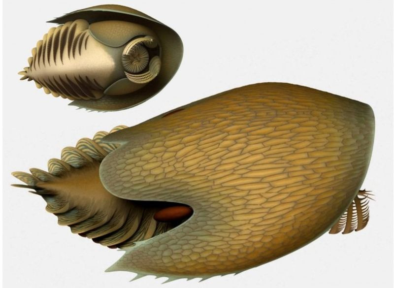 Phat hien sinh vat tien su hinh dang giong phi thuyen ‘Star Wars’-Hinh-2