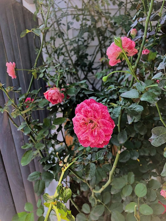 Nữ MC tiết lộ được gia đình giúp đỡ trong việc dọn nhà cửa.