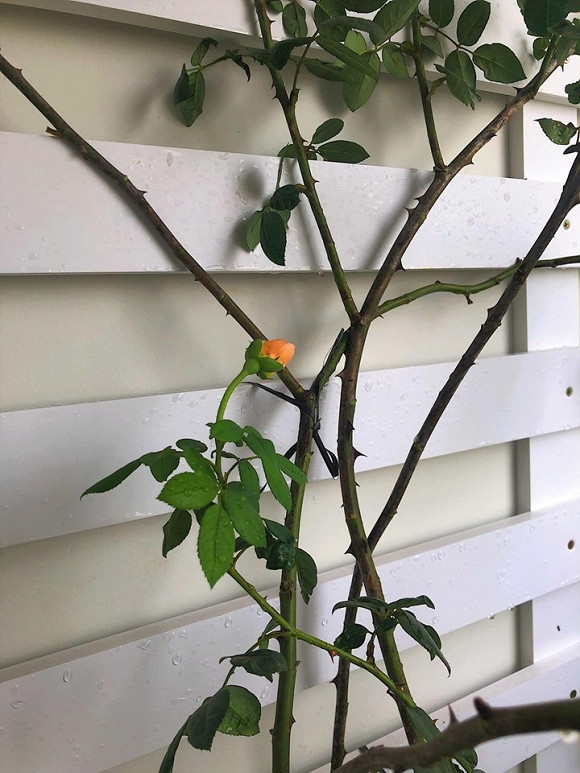 Khu vực ban công trồng nhiều hoa hồng của Diệp Chi.