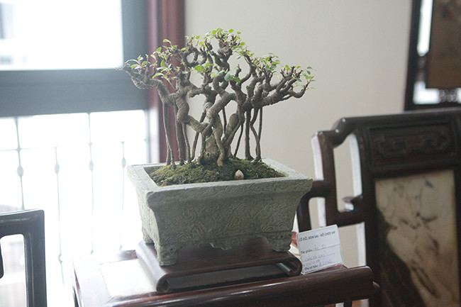 Một cây si bonsai mini được trồng trong một chiếc chậu cổ bằng đá.