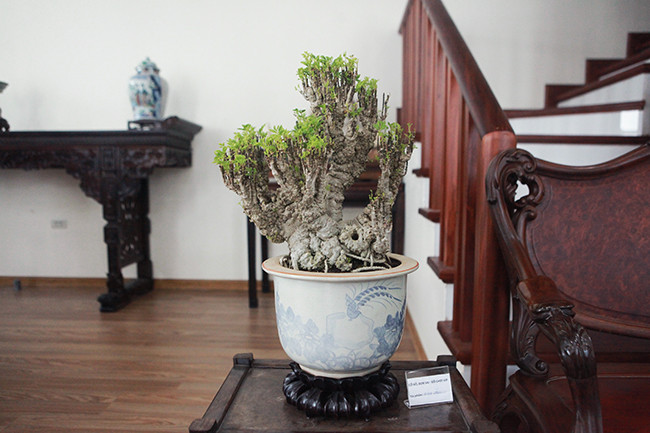 Cây đinh lăng bonsai độc đáo được đặt ngay cạnh lối lên cầu thang của một ngôi nhà hiện đại.