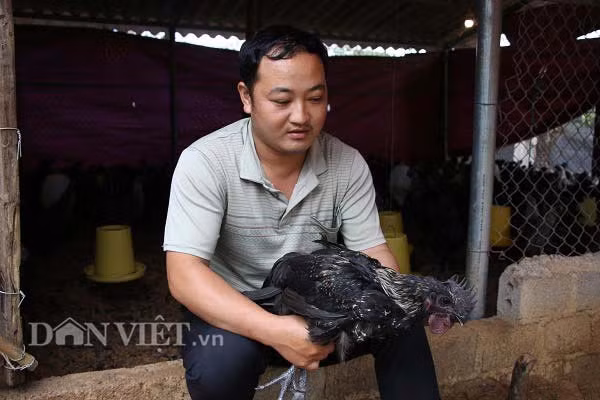 Ngam ngui cat bang dai hoc ve nuoi loai ga den ngom thich leo cay