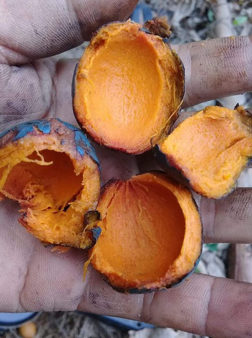 Mon an dan da thanh dac san sot ran ran, chi em dua nhau mua-Hinh-2