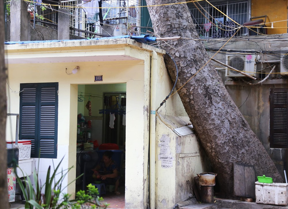 Theo người dân ở đây cho biết, những cây xà cừ này được trồng trước khi các căn nhà mọc lên.