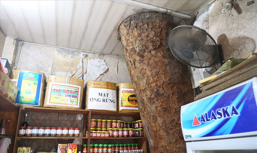 Sau nhiều năm, những thân cây xà cừ nằm trọn trong các ngôi nhà, xuyên qua mái.