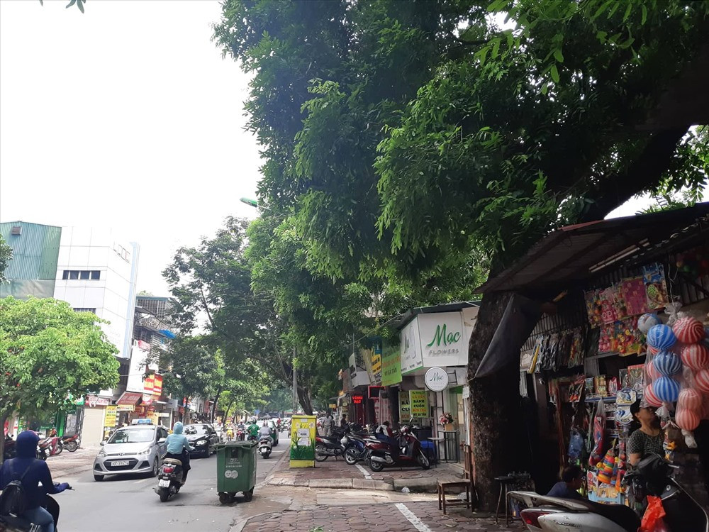 Đến mùa mưa bão người dân ở đây rất sợ cây đổ hoặc cành gãy đổ vào hệ thống dây điện gây chập cháy.