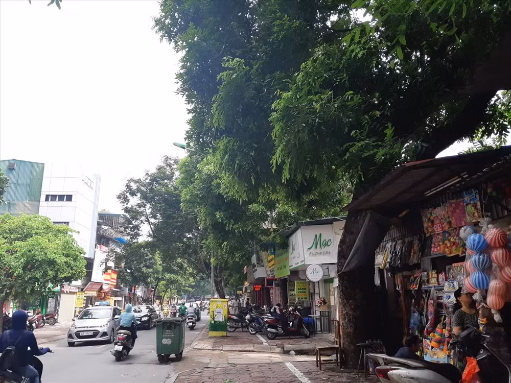 Đến mùa mưa bão người dân ở đây rất sợ cây đổ hoặc cành gãy đổ vào hệ thống dây điện gây chập cháy.