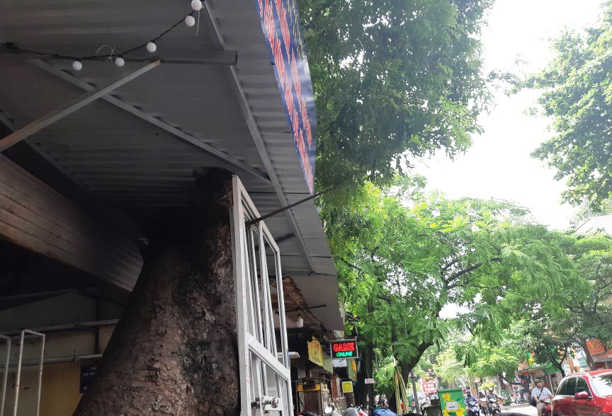 Có những cây lớn chắn gần hết diện tích cửa của các căn nhà.