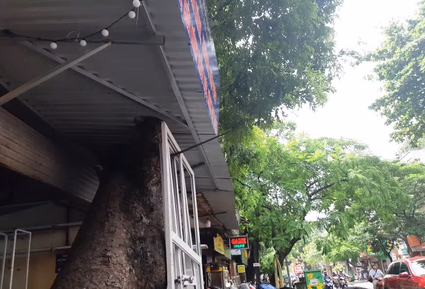 Có những cây lớn chắn gần hết diện tích cửa của các căn nhà.