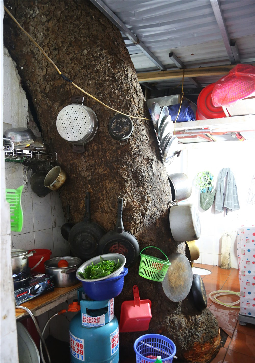 Người dân tận dụng thân cây mọc bên trong căn nhà của mình để treo đồ dùng. "Những cây này khoảng 60 năm tuổi, trước đây vị trí cây nằm cách nhà hơn 5m , sau nhiều năm người dân xây lấn thêm nên cây nghiễm nhiên nằm trọn trong nhà"- Một người dân sinh sống ở đây cho biết.