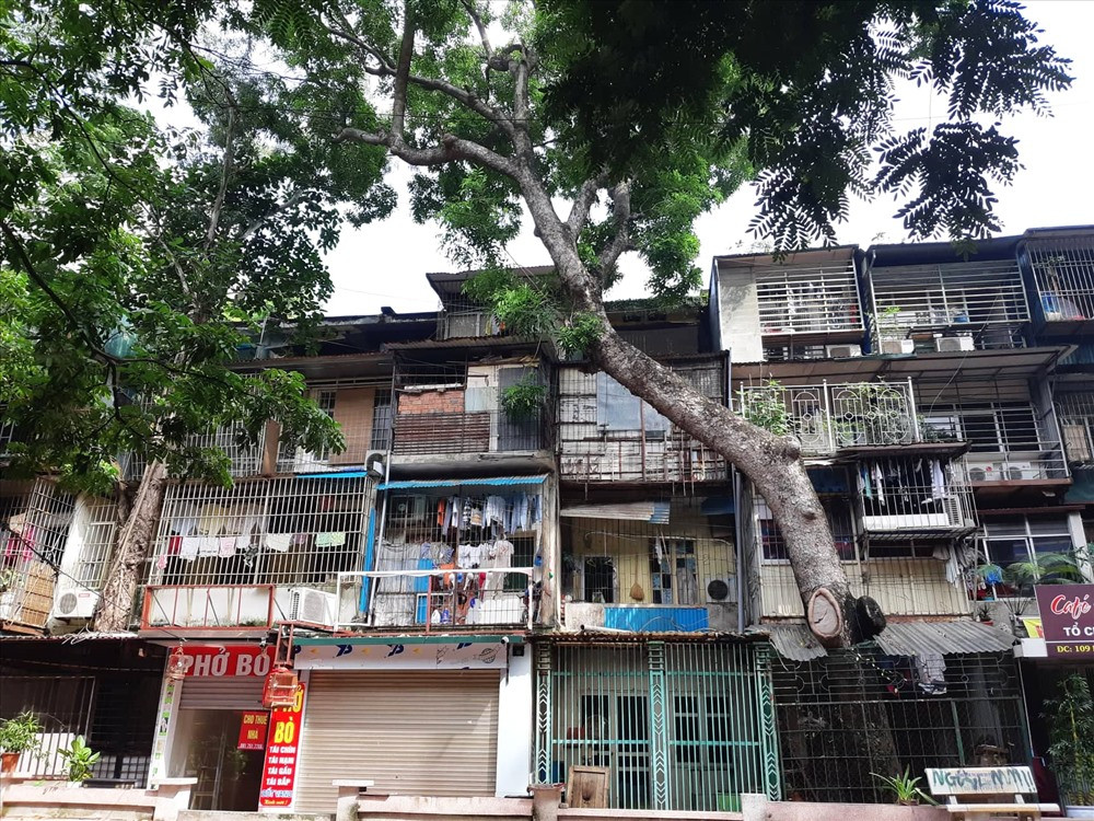 Hình ảnh khiến những người lần đầu đến Khu tập thể Kim Liên (quận Đống Đa, Hà Nội) không khỏi cảm thấy lạ lẫm chính là ở đây có rất nhiều cây xà cừ cổ thụ thân lớn 2-3 người ôm, mọc xuyên qua các mái nhà.