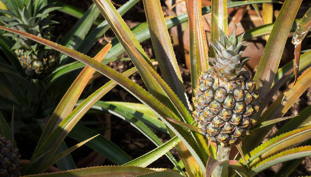 Những quả dứa sau đó trở nên nổi tiếng khắp thế giới vì hoàng gia đặc biệt dành những lời ca ngợi cho nó là loại dứa tuyệt ngon, không hề bị xơ.