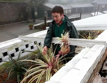 Tuy nhiên, để có được một quả dứa ngon như vậy nhà vườn đã mất rất nhiều thơi gian và kỳ công chăm sóc. Phải mất 7 năm kể từ khi trồng cây đến khi thu hoạch để tạo ra mỗi quả dứa Heligan.