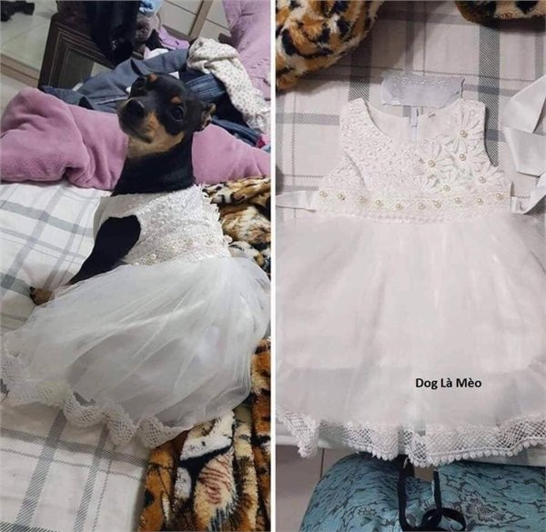 Nhan vay ho vo, chong tuong cho cho cung mac va cai ket