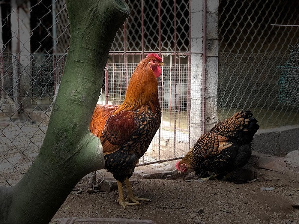 Dai gia Dai Loan chi 70 trieu mua 6 con ga khong lo an Tet