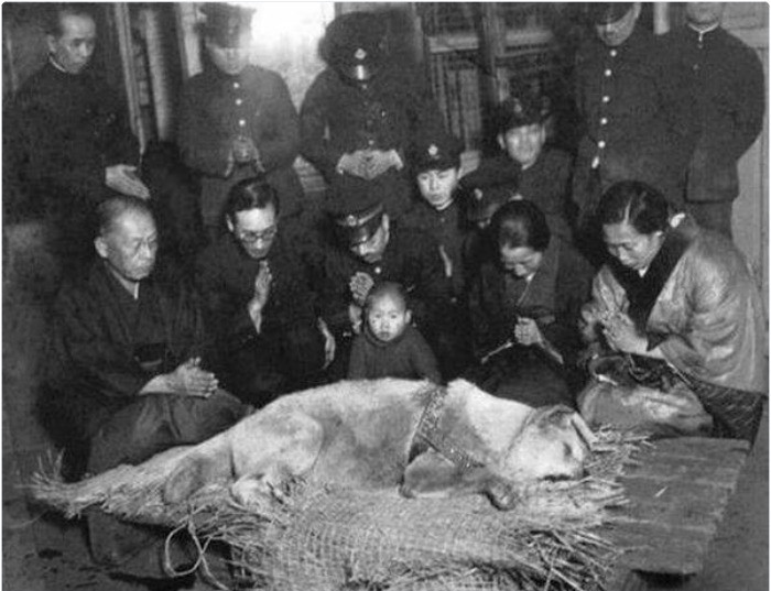 Bức ảnh cuối cùng chụp Hachiko, chú chó trung thành chờ đợi người chủ suốt 9 năm.