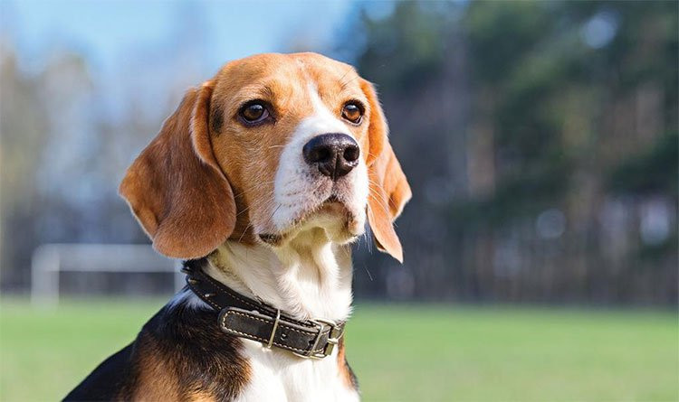 Chó có thể phát hiện ung thư phổi với độ chính xác lên tới 97% Cho co the phat hien ung thu phoi voi do chinh xac len toi 97%