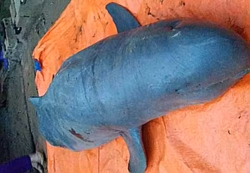 Su that truyen thuyet ve loai ca hieu tieng nguoi o An Giang