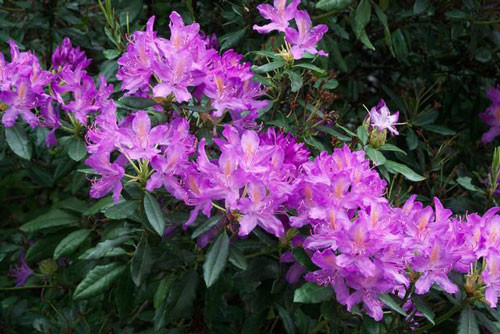 Giai ma thu mat ong chet nguoi, co the khien ca doan quan phat dien