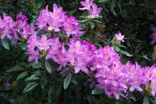 Giai ma thu mat ong chet nguoi, co the khien ca doan quan phat dien