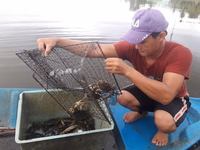 Nuoi loai cua to bu, sau 5 nam, trai ngheo thanh ty phu