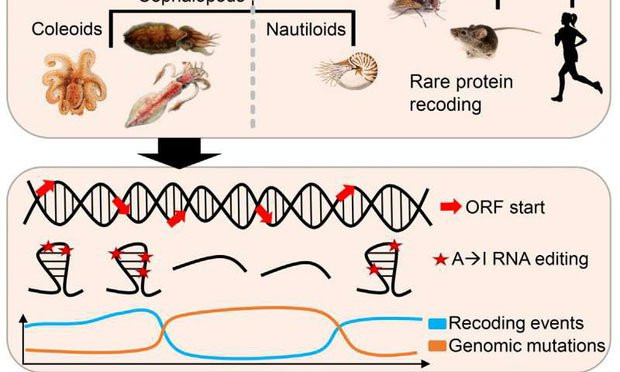 Ly do bach tuoc duoc cong nhan la sinh vat quai di nhat hanh tinh