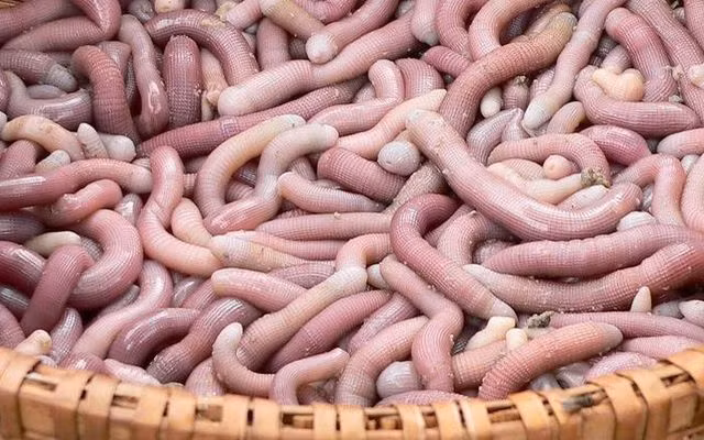 Sá sùng hay còn gọi là con trùn biển, sâu đất, địa sâm... sống nhiều ở những bờ biển thuộc Quảng Ninh như: Vân Đồn, Quan Lạn. Đây được xem là món ăn đặc sản có giá đắt đỏ như vàng khi 1kg sá sùng có giá vào khoảng 4 triệu đồng.