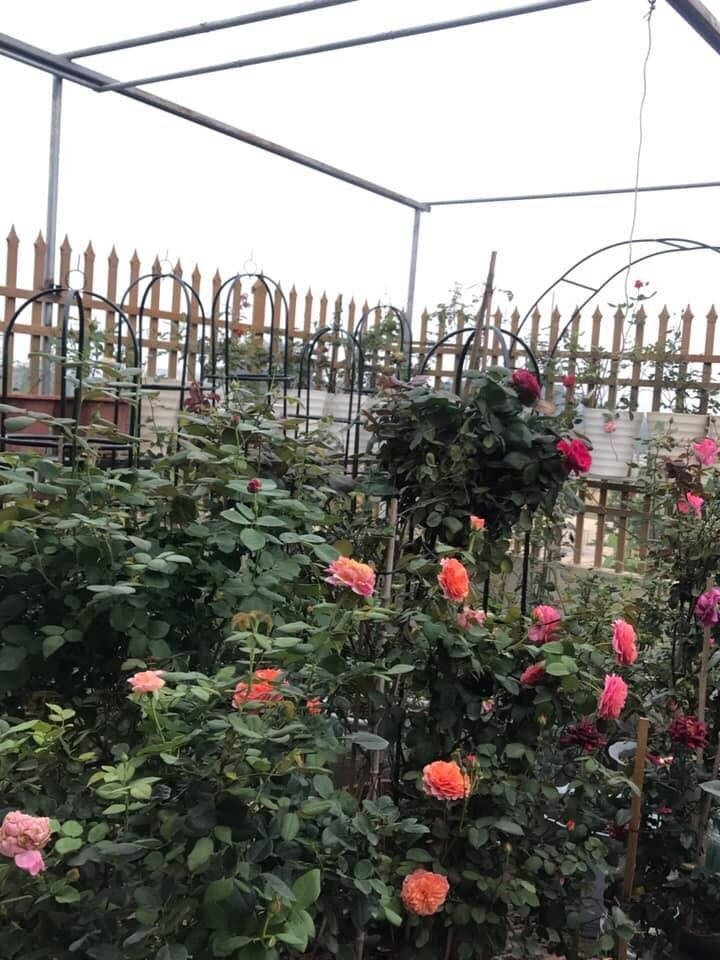 Sân thượng nhỏ "chứa" cả trăm gốc hồng của bà mẹ 3 con San thuong nho