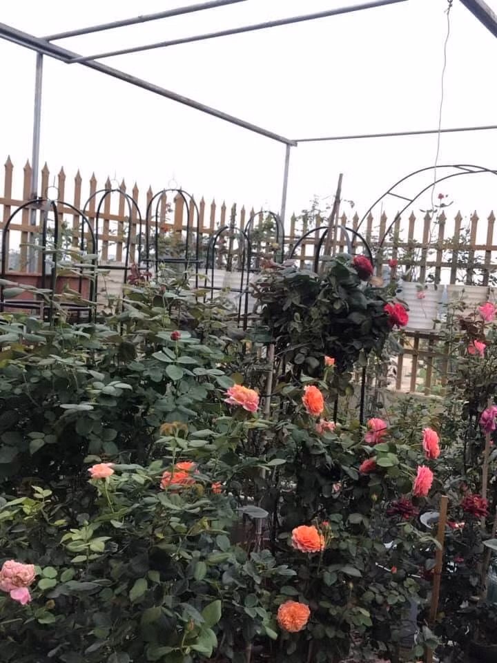 Sân thượng nhỏ "chứa" cả trăm gốc hồng của bà mẹ 3 con San thuong nho