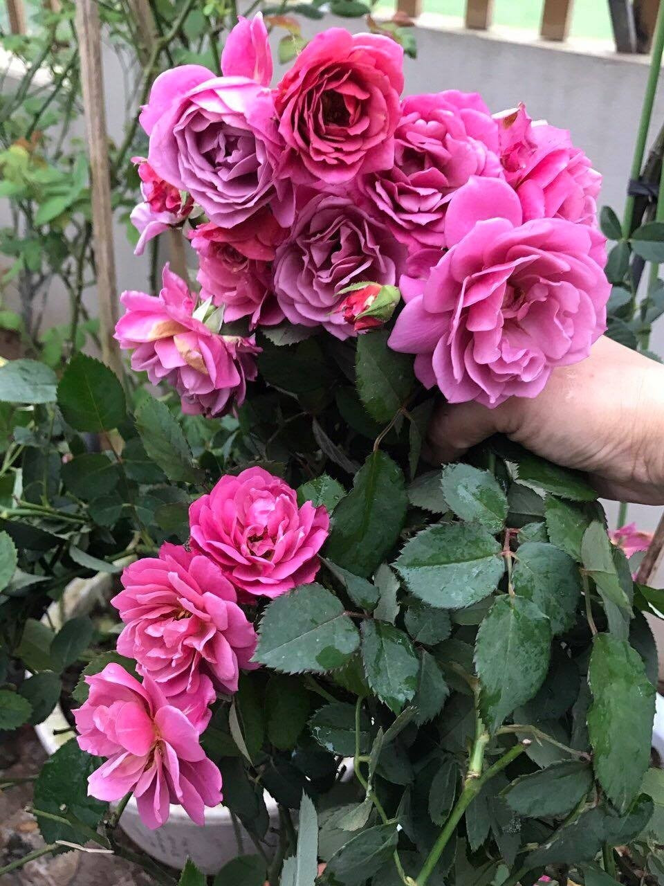 Để khắc phục tình trạng trồng hồng trên sân thượng có nền nhiệt thường xuyên trên 40 độ vào mùa hè, chị Ngoan thường tranh thủ dậy thật sớm để tưới thật đẫm nước. Buổi trưa chị cũng tranh thủ chạy về để tưới thêm. Chiều sau khi đi làm về, khoảng 6h chị lại lên sân thượng tưới nước. Nhờ cách làm đơn giản này, độ ẩm của đất và cây luôn được duy trì, giúp cây tránh bị còi cọc, sâu bệnh. Chị Ngoan chia sẻ về cách chăm hồng: “Hồng là loài cây ăn tạp, trồng trong chậu nên dinh dưỡng nuôi cây đều do mình tạo ra hết, không như trồng ở vườn có thể tự hút dinh dưỡng từ đất. Vì thế, mình thường tưới phân định kỳ 4 ngày/ lần, luân phiên các loại phân khác nhau như đậu tương ngâm, phân cá, phân bò, phân gà hoai mục, phân dơi… Bên cạnh đó, cần lưu ý tỉ lệ phân hoai mục nhiều sẽ làm đất tơi xốp, rất tốt cho cây phát triển mà không bị sốc phân”.