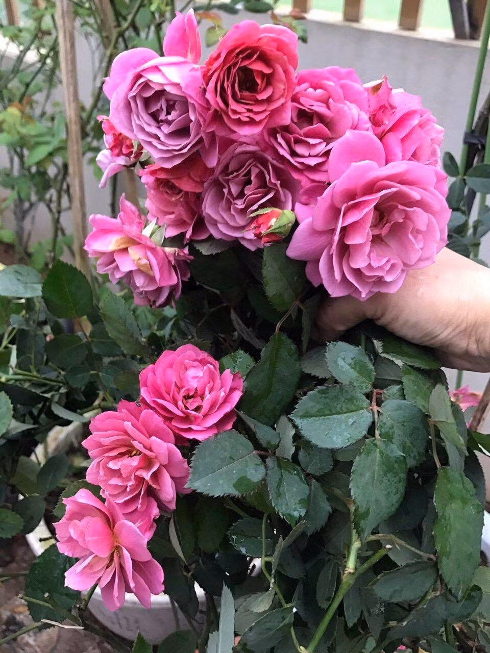 Để khắc phục tình trạng trồng hồng trên sân thượng có nền nhiệt thường xuyên trên 40 độ vào mùa hè, chị Ngoan thường tranh thủ dậy thật sớm để tưới thật đẫm nước. Buổi trưa chị cũng tranh thủ chạy về để tưới thêm. Chiều sau khi đi làm về, khoảng 6h chị lại lên sân thượng tưới nước. Nhờ cách làm đơn giản này, độ ẩm của đất và cây luôn được duy trì, giúp cây tránh bị còi cọc, sâu bệnh. Chị Ngoan chia sẻ về cách chăm hồng: “Hồng là loài cây ăn tạp, trồng trong chậu nên dinh dưỡng nuôi cây đều do mình tạo ra hết, không như trồng ở vườn có thể tự hút dinh dưỡng từ đất. Vì thế, mình thường tưới phân định kỳ 4 ngày/ lần, luân phiên các loại phân khác nhau như đậu tương ngâm, phân cá, phân bò, phân gà hoai mục, phân dơi… Bên cạnh đó, cần lưu ý tỉ lệ phân hoai mục nhiều sẽ làm đất tơi xốp, rất tốt cho cây phát triển mà không bị sốc phân”.