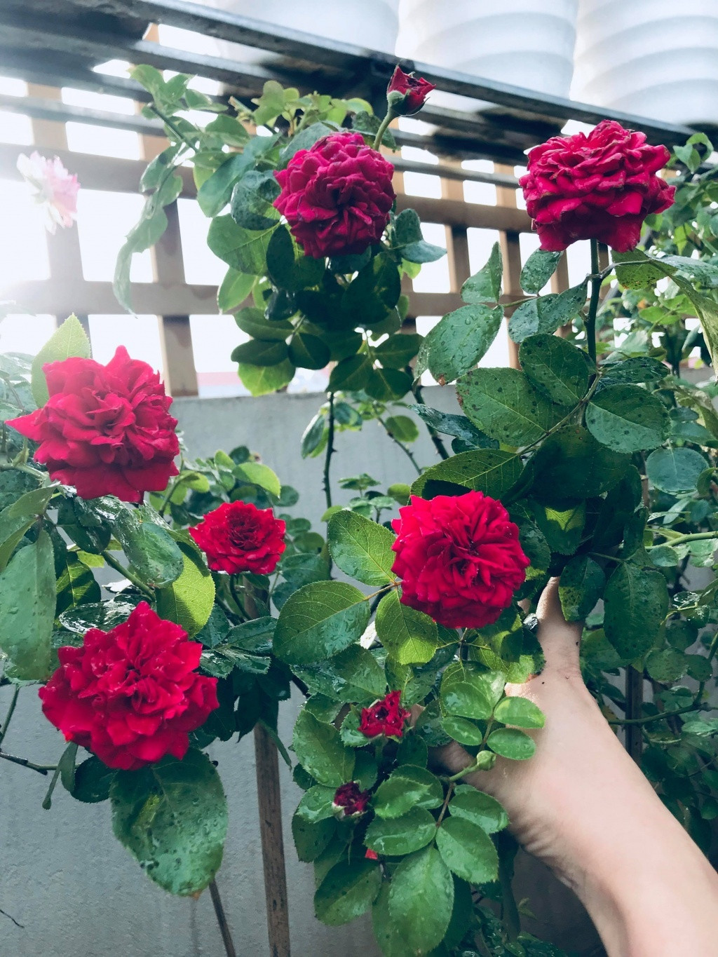 Chủ nhân của khu vườn chia sẻ: “Thời gian đầu, do mình trồng trên sân thượng phía Tây nắng gắt, thêm mưa bão quật cây, xô đổ vỡ chậu. Thêm việc vận chuyển đất, phân lên tầng khá khó khăn, mệt nhọc, tốn thời gian. Đôi lúc cũng cảm thấy mệt nhưng mình chưa nản chí. Mình đã khắc phục bằng cách trộn giá thể nhẹ bớt đi, giúp đất tơi xốp, giàu dinh dưỡng để trồng hồng gồm có đất thịt, trấu tươi và phân mùn. Cách làm này cũng giúp việc vận chuyển trở nên đơn giản hơn”. Vườn sân thượng nhà chị Ngoan hiện tại có khoảng hơn 100 loại, chủ yếu là hồng ngoại. Hồng cổ bao gồm cổ Sapa, Bạch xếp, hồng điều, Bạch Ho, cổ Sơn La, cổ Hải Phòng, hồng nhung Sa đéc.