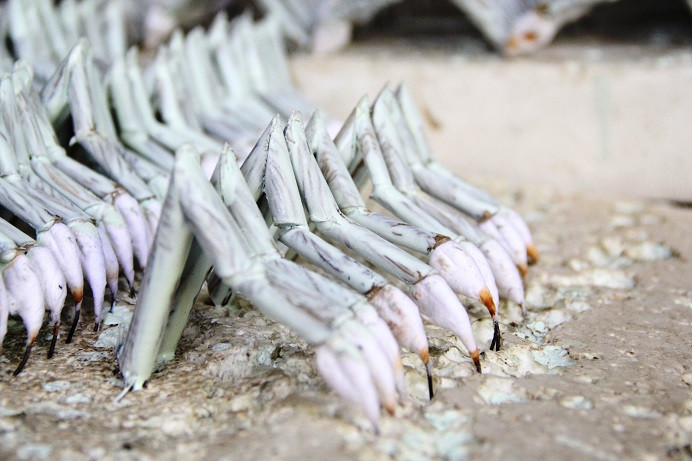 Phần đuôi là những miếng tre được chẻ rất mỏng, vuốt láng, xếp xòe ra. Râu tôm được làm bằng dây chuối quấn vào sợi thép để dễ ngoe nguẩy.