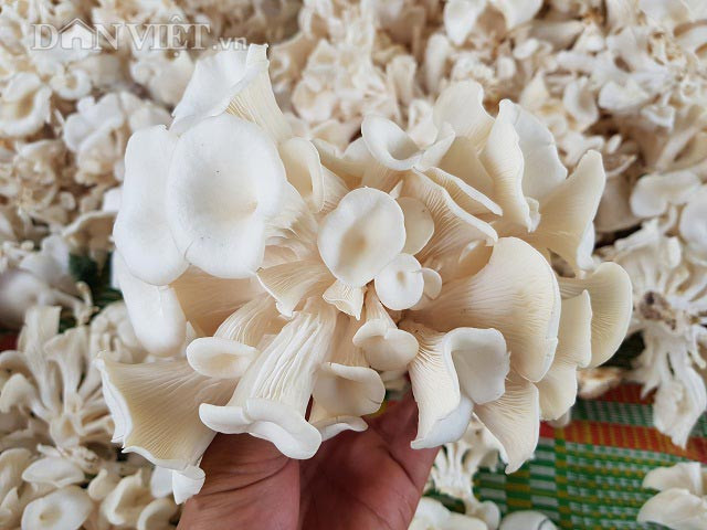 Bat chap nang nong, dan trong nam bao ngu van loi tien trieu/ngay-Hinh-2