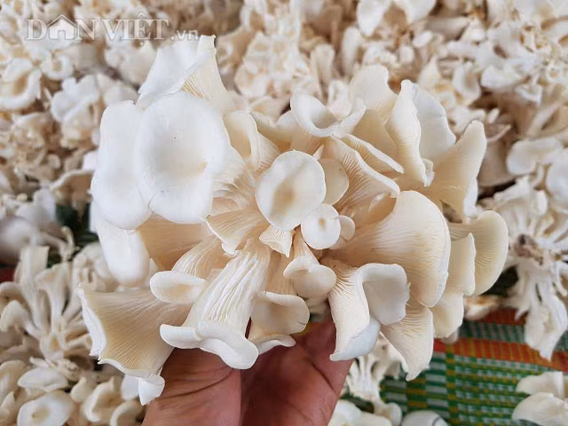 Bat chap nang nong, dan trong nam bao ngu van loi tien trieu/ngay-Hinh-2