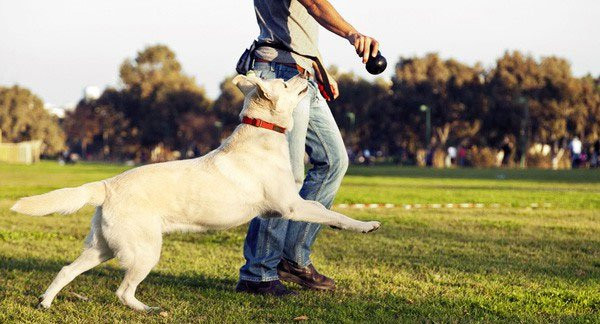 Vi sao nguoi nuoi cho lai de ton tai trong xa hoi?