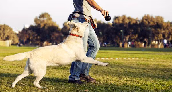 Vi sao nguoi nuoi cho lai de ton tai trong xa hoi?