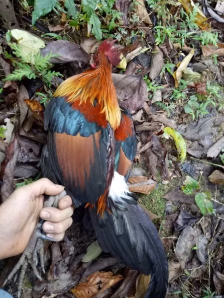 Ly ky chuyen treo nui, vao thung sau san loai ga rung ma do