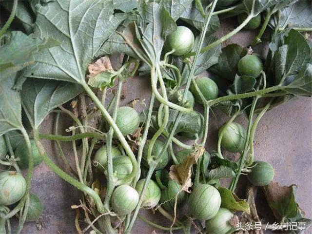 Qua dai be bang qua trung cut, giup nong dan tang cao thu nhap