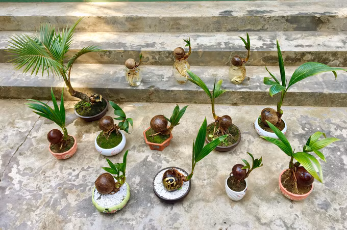 Bonsai dua doc la gia hon trieu mot chau be ti