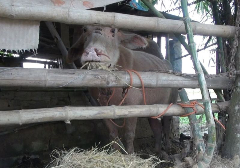 Thanh Hoa: Dan trau dien khong biet tu dau toi huc bi thuong 15 nguoi