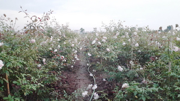 Sau hơn 3 năm trồng hồng, anh Tuân thu về cả tỷ đồng.