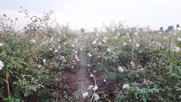 Sau hơn 3 năm trồng hồng, anh Tuân thu về cả tỷ đồng.