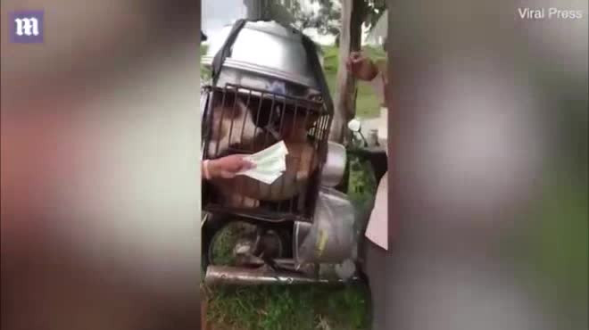 Nguoi dan ong tra tien cuu 9 chu cho thoat khoi canh bi mo thit